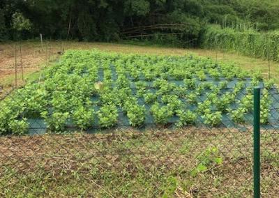 Parcelle saine de gros thym © L. Hannibal, IRD